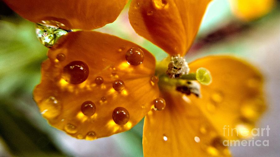 Tiny Dew Drop on Wild Flower Macro Photograph by Peggy Franz