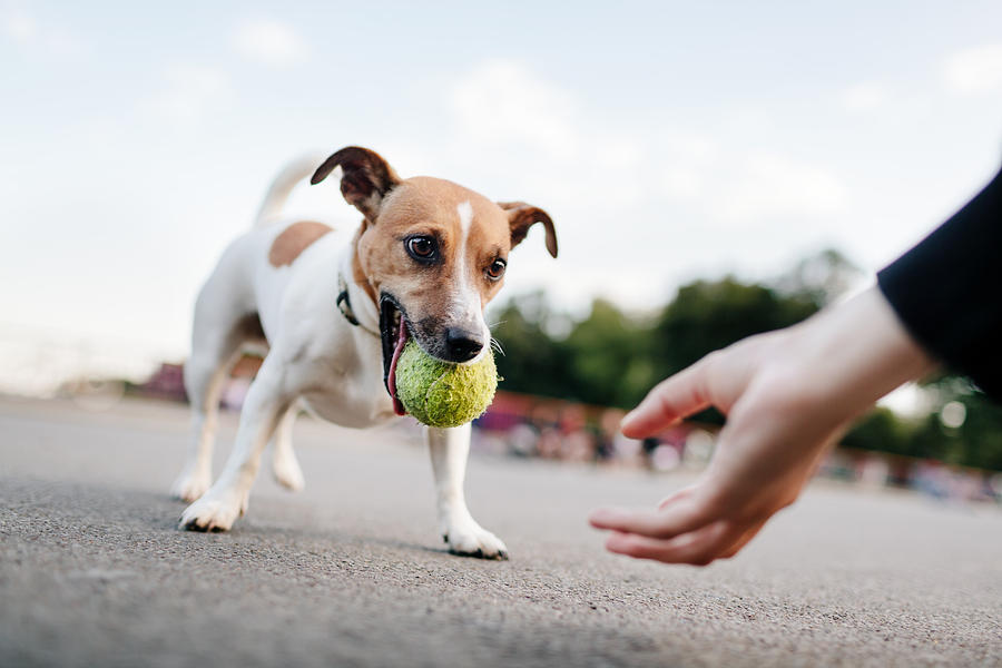 Tiny Dog (Jack Russel) Wants To Play With Ball Photograph by TommL