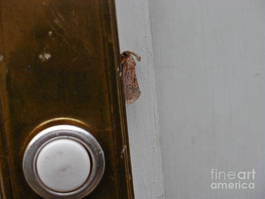 Tiny Doorbell Moth Photograph by Christopher Plummer