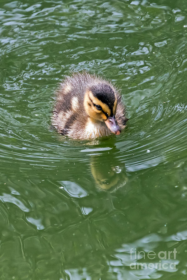 Tiny Duckling Photograph by Kate Brown
