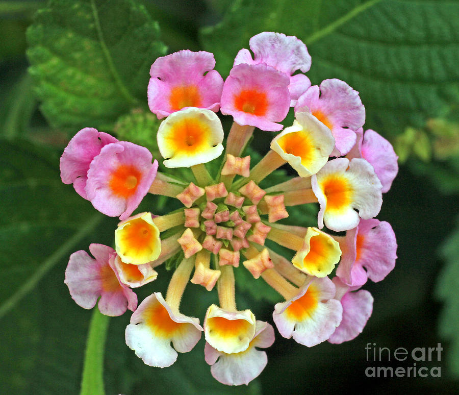 Tiny Floral Kaleidiscope - Lantana Photograph by Larry Nieland