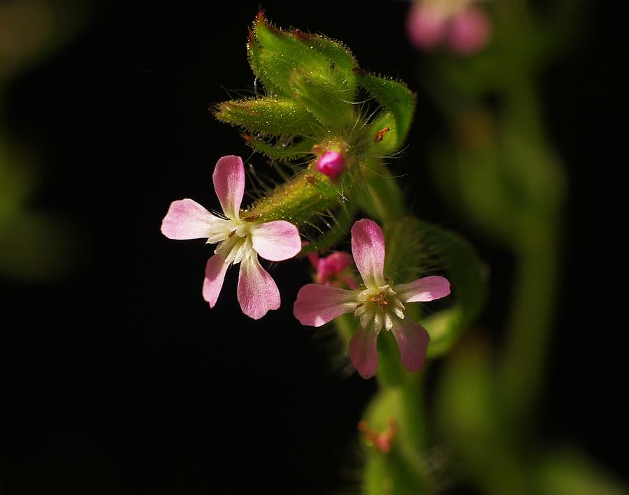 Nature Photograph - Tiny Flowers 1 by Billy  Griffis Jr