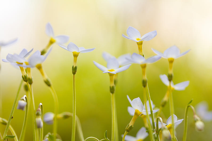 Tiny Flowers Photograph by Shane Holsclaw