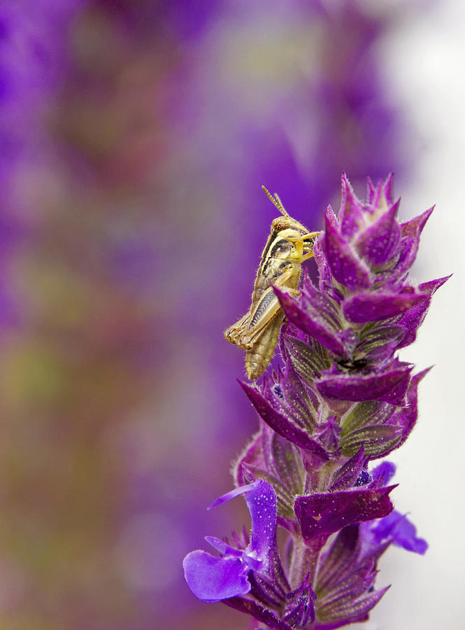 Insects Photograph - Tiny Grasshopper by Dana Moyer
