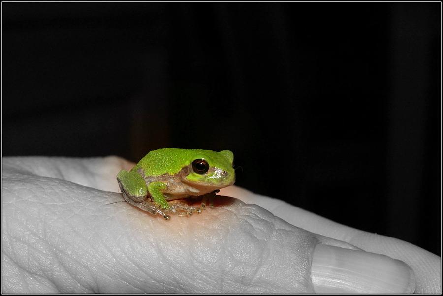 Tiny Green Photograph by Sheryl Mayhew - Fine Art America