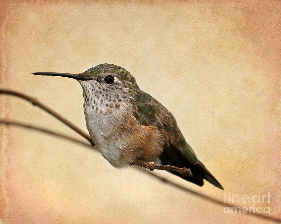 Tiny Hummingbird Resting Photograph by Sabrina L Ryan