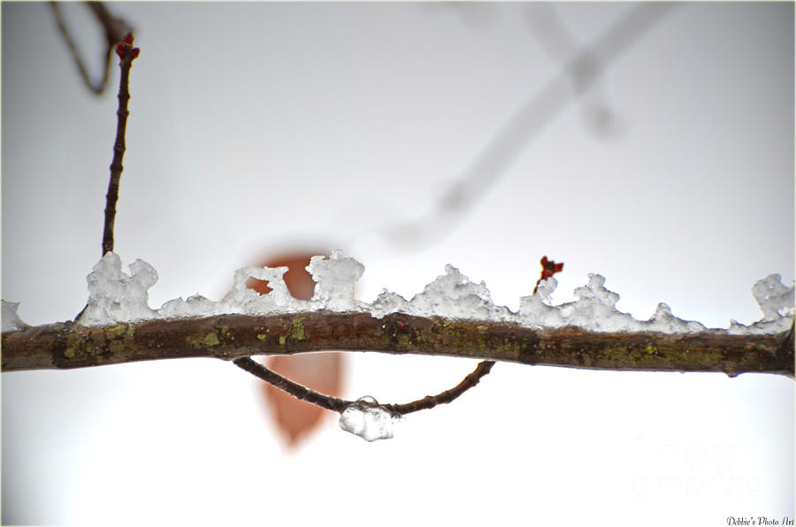 Tiny Ice Mountains Photograph by Debbie Portwood
