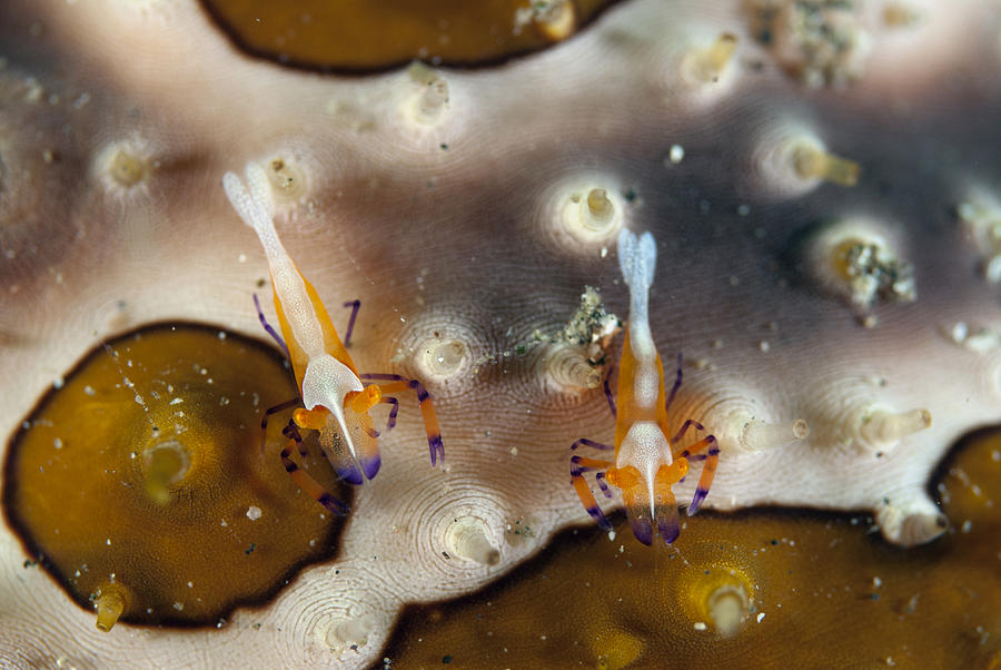 Tiny Imperial Shrimp On Leopard Sea Photograph by Colin Marshall
