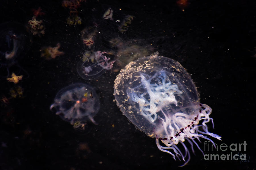 Tiny Jellyfish Photograph by Adria Trail