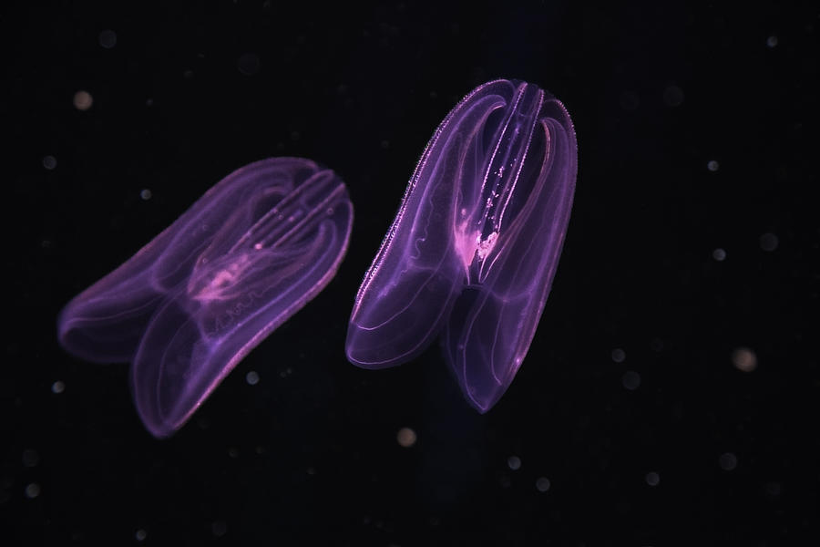 Tiny Jellyfish Photograph