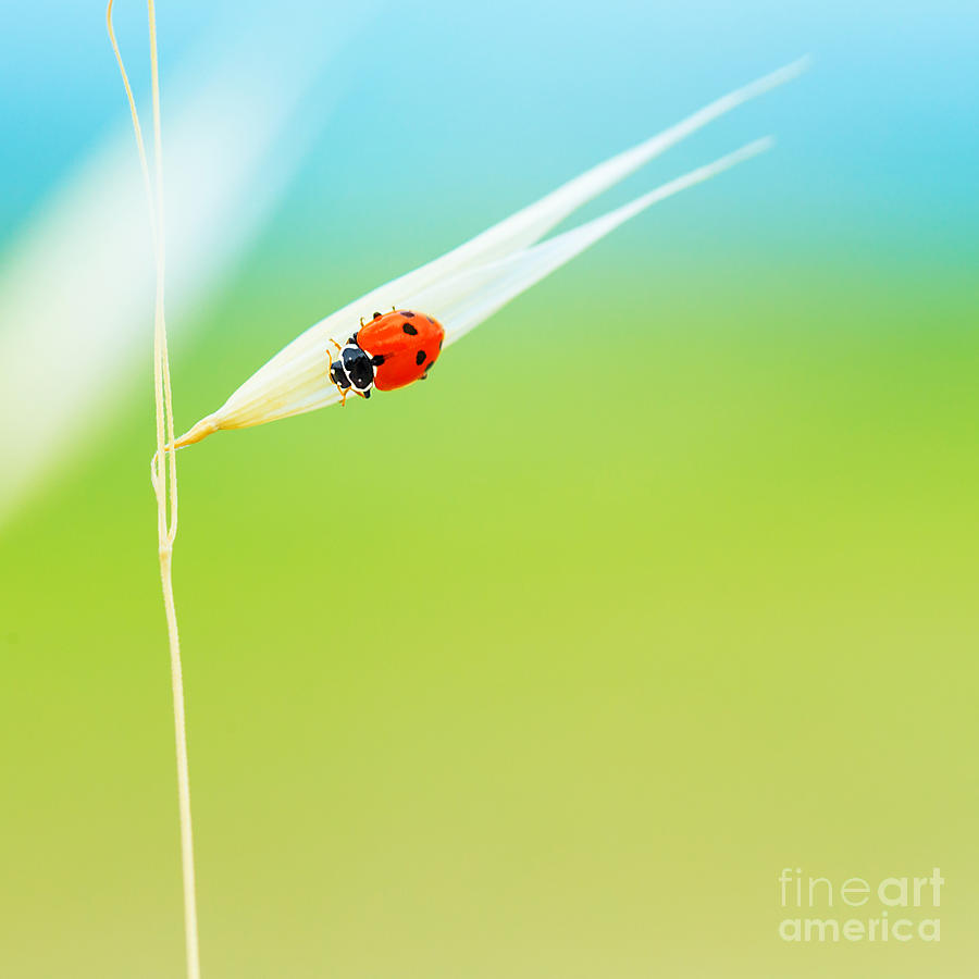 Tiny ladybird on wheat stem Photograph by Anna Om