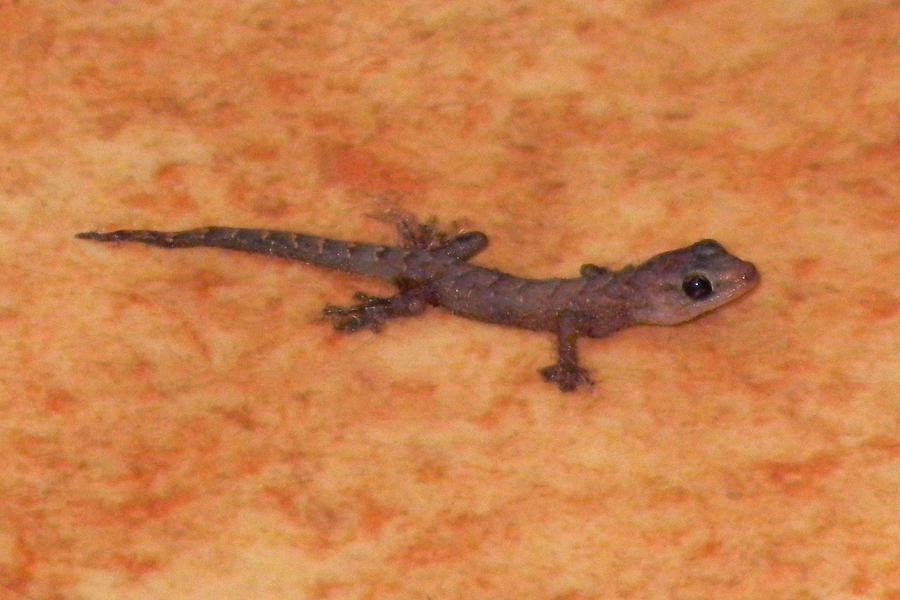 Tiny Lizard Photograph by Mark Blauhoefer