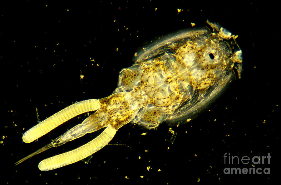 Tiny Marine Crustacean Argulus Photograph by Gregory G. Dimijian, M.D.