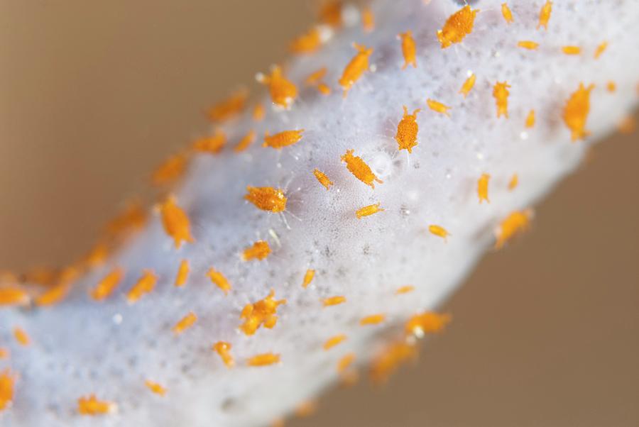 Tiny Marine Isopods On A Sponge Photograph by Scubazoo