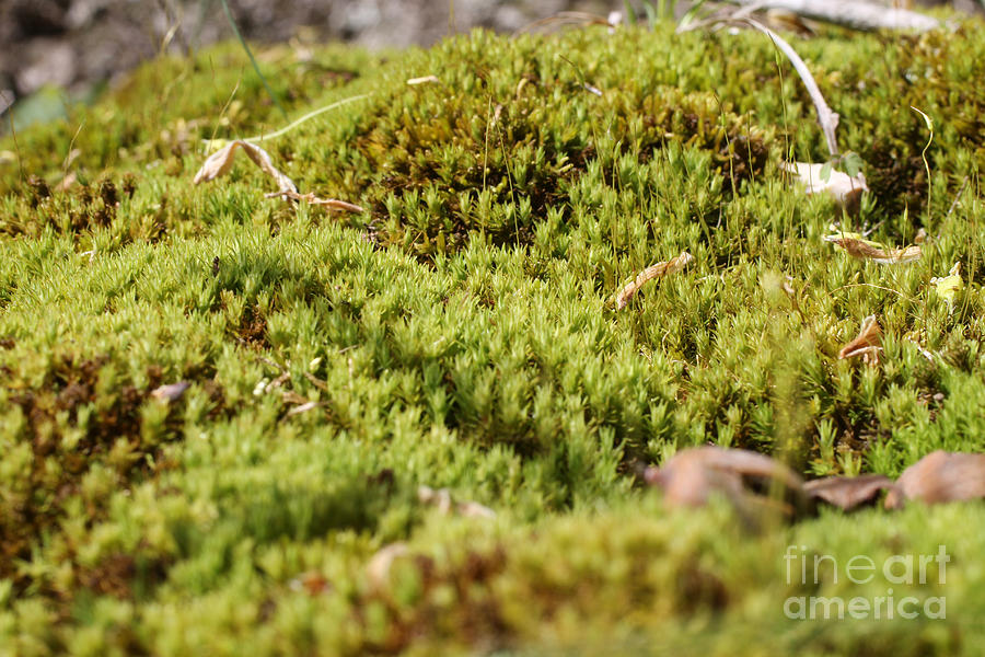 Tiny Moss Landscape Photograph by Adam Long