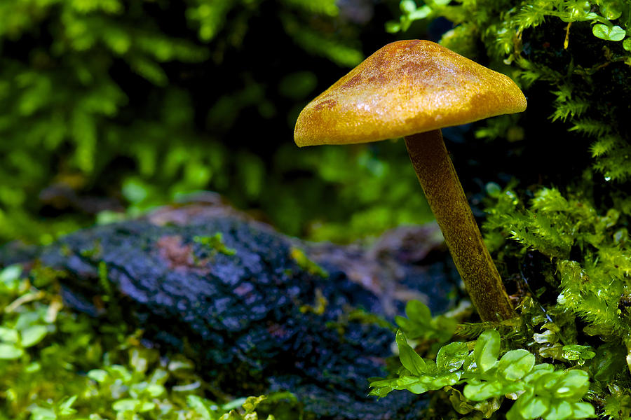 Mushroom Photograph - Tiny Mushroom Growing on a Log by Matt Plyler