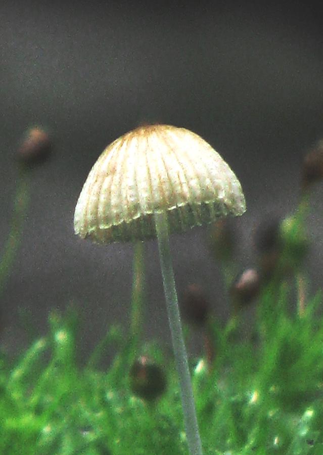 Tiny Mushroom in Moss Photograph by Angela Davies