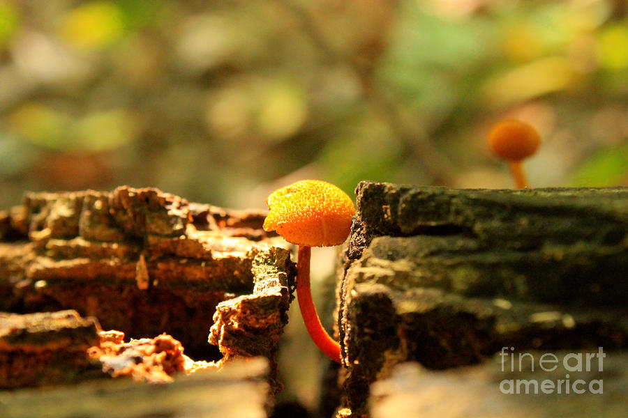 Tiny Mushroom Photograph by Melissa Petrey