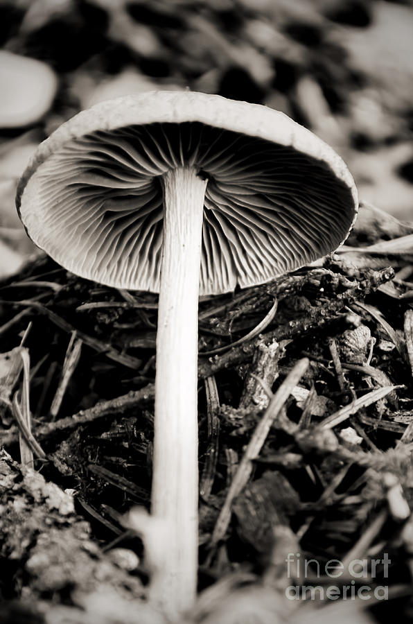 Tiny Mushroom Photograph by Norma Warden
