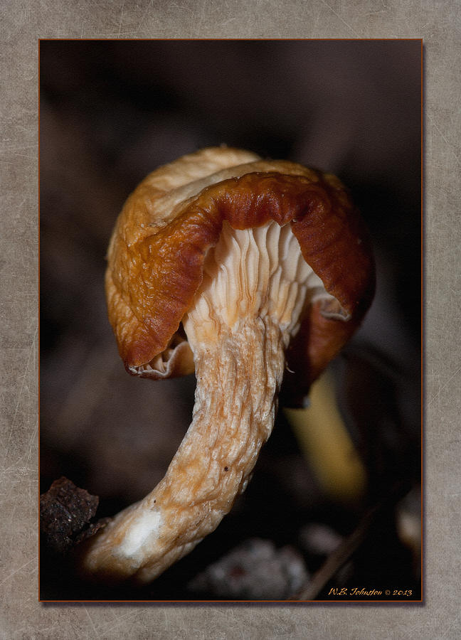 Tiny Mushroom Photograph by WB Johnston