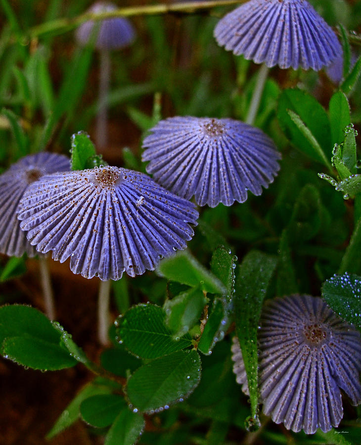 Tiny Mushrooms 004 Photograph by George Bostian