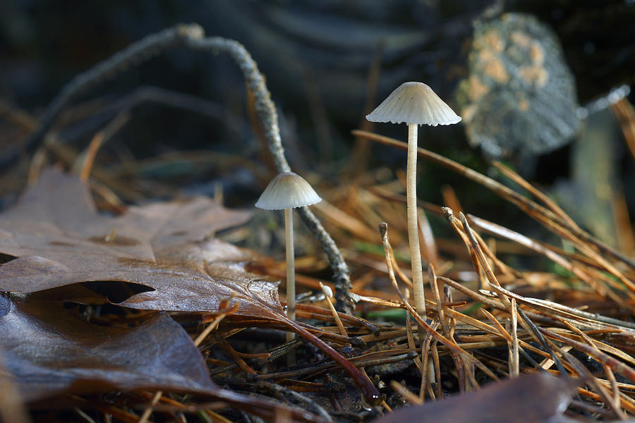 Tiny mushrooms Photograph by Erik Tanghe