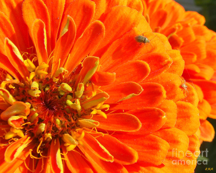 Flower Photograph - Tiny On Orange by Heidi Manly