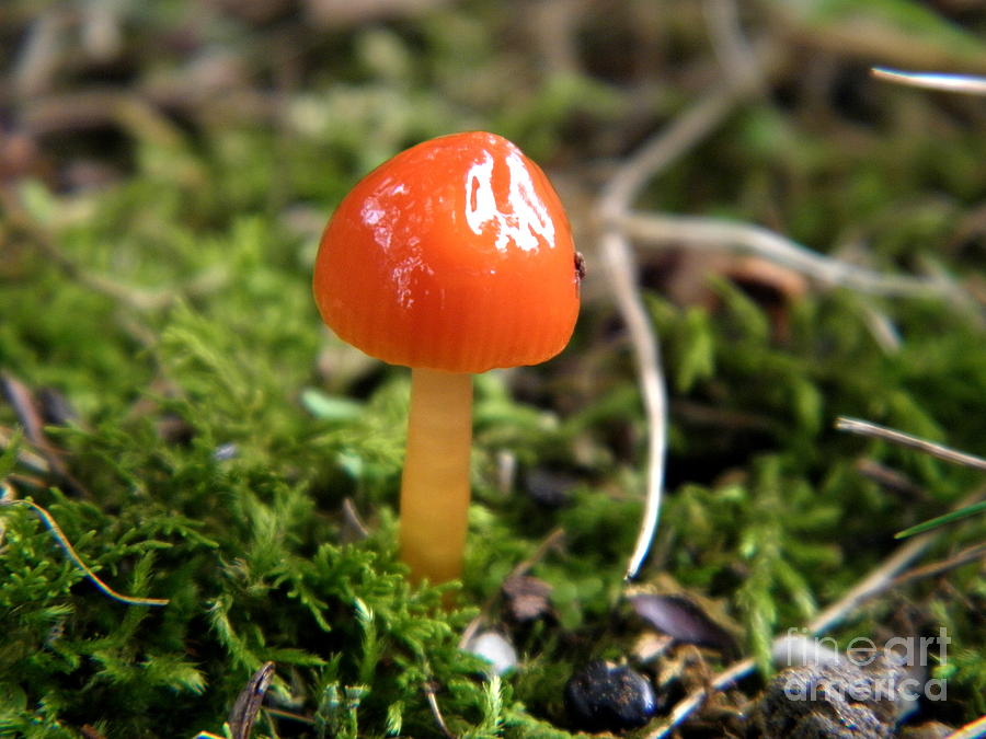 Tiny Orange Mushroom Photograph by Sharon Woerner