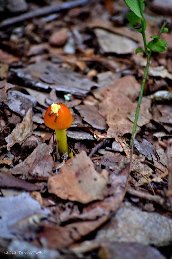 Tiny Orange Mushroom Photograph by Tara Potts