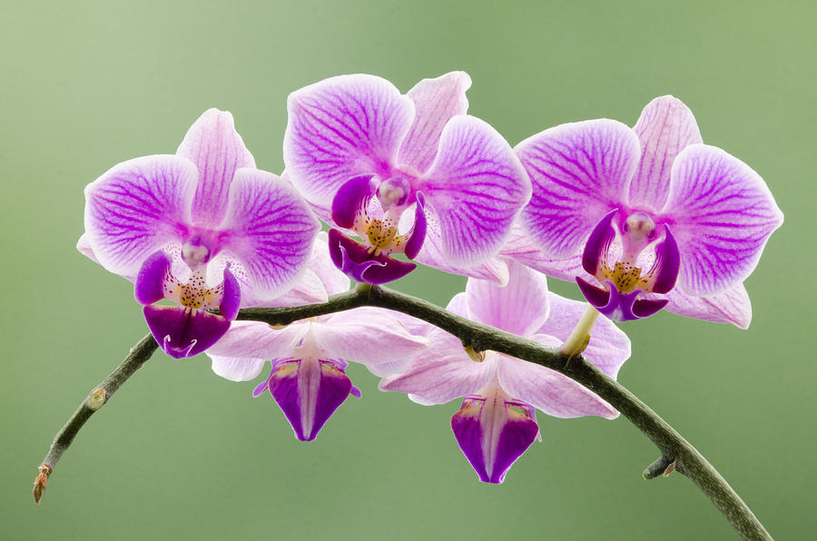 Tiny Orchid Faces Photograph by Georgette Grossman