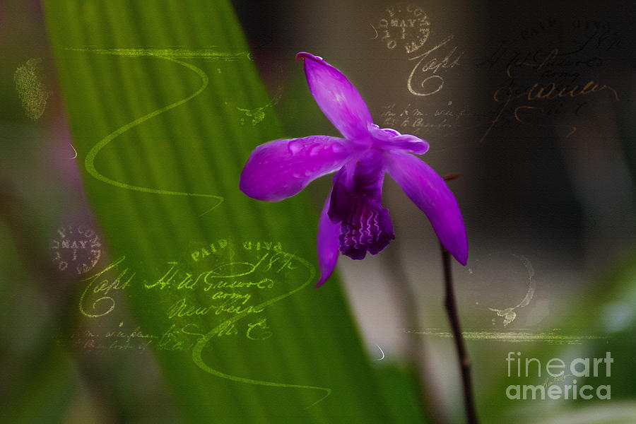Tiny Orchid Digital Art by Lisa Redfern