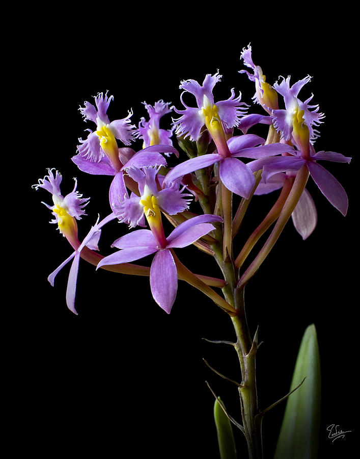 Tiny Orchids Photograph by Endre Balogh