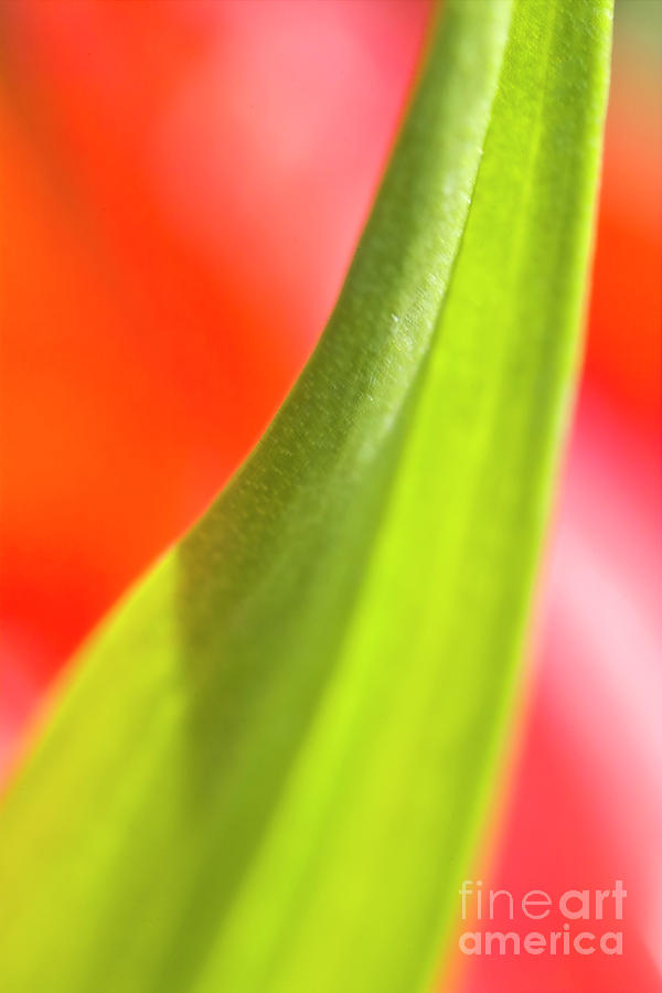 Tiny ornamental green leaf Photograph by Heiko Koehrer-Wagner