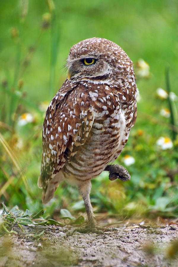 Tiny Owl Photograph by Leda Robertson