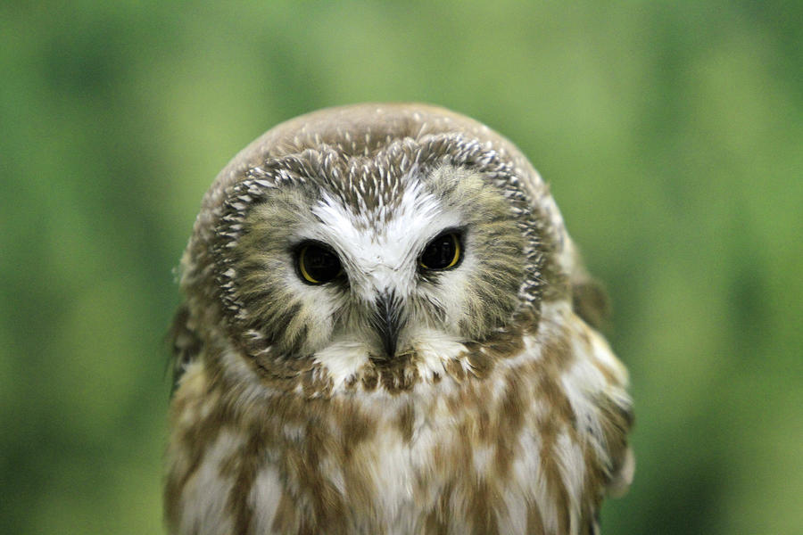 Tiny Owl Photograph by Shoal Hollingsworth