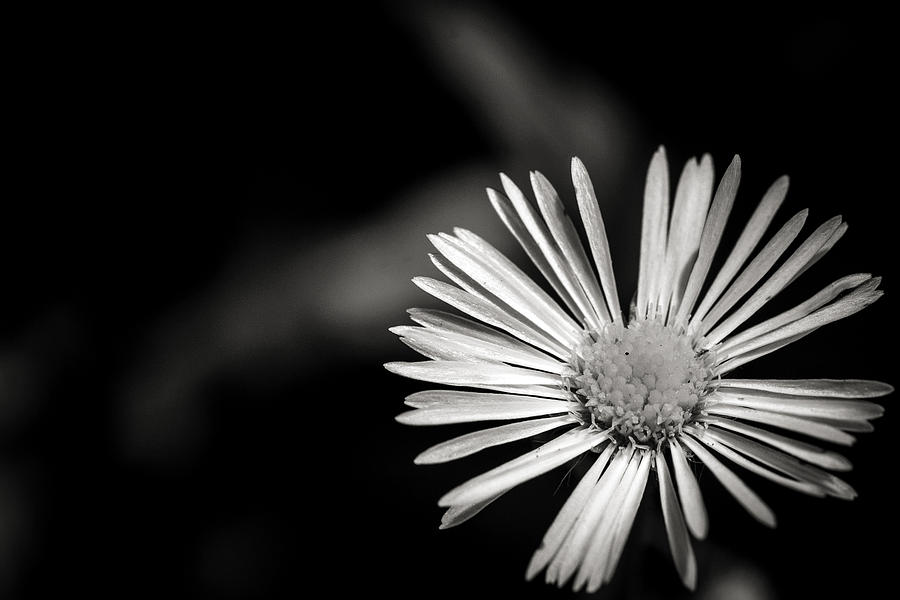 Tiny Petals Black and White Photograph by Sennie Pierson