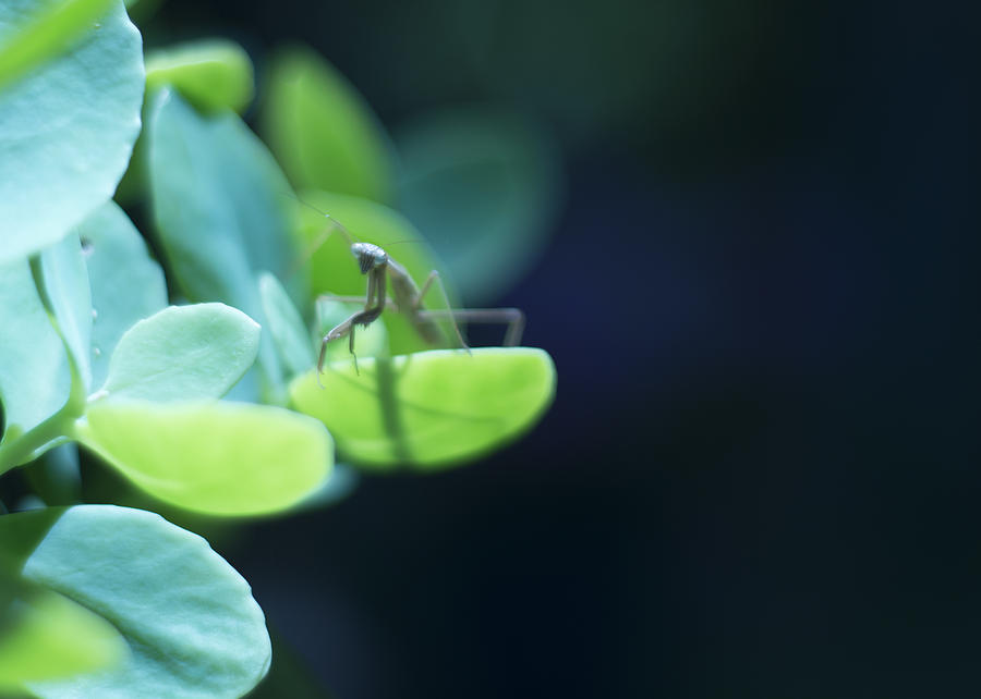 Tiny Praying Mantis on Sedum Photograph by Rebecca Sherman