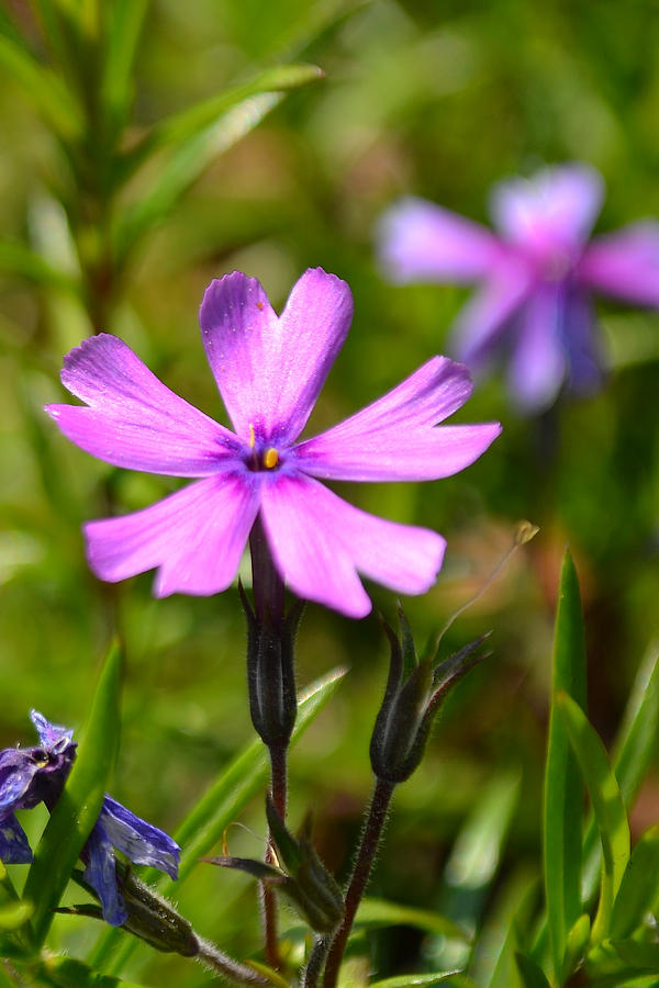 Tiny Purple Flower #1 Photograph by Beth Venner