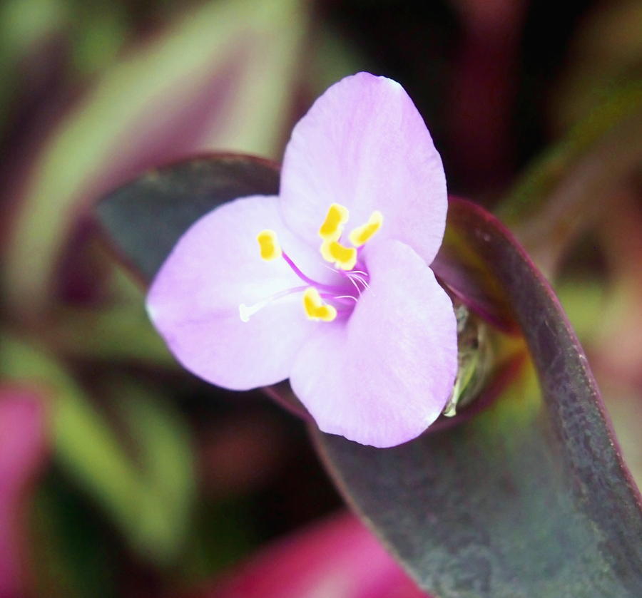 Tiny Purple Flower Bloom Photograph by Amy McDaniel