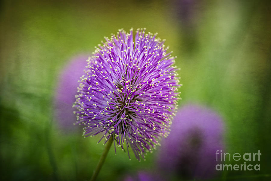 Wildflower Photograph - Tiny Purple Wildflower by Tamyra Ayles