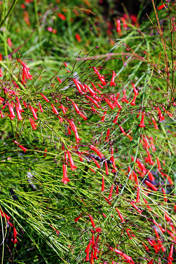 Tiny Red Tropical Flowers Photograph by Linda Phelps