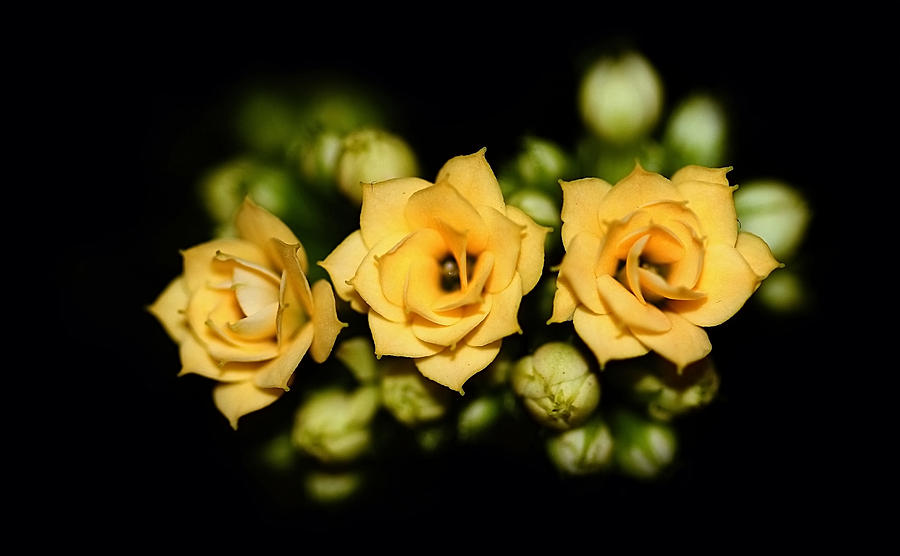 Cool Photograph - Tiny roses - 5 millimeters by Denis  Los