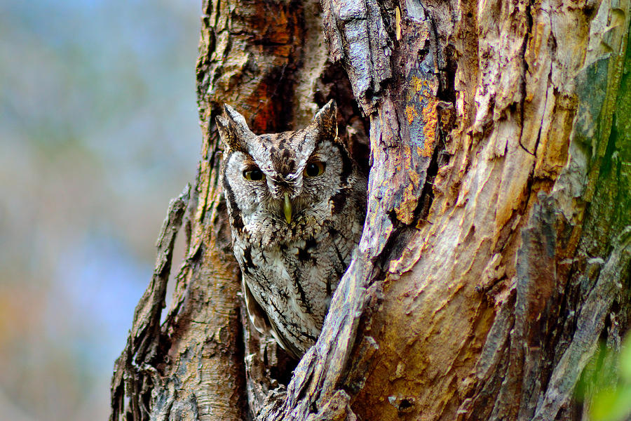 Tiny Screech Owl Photograph by Shannon Harrington
