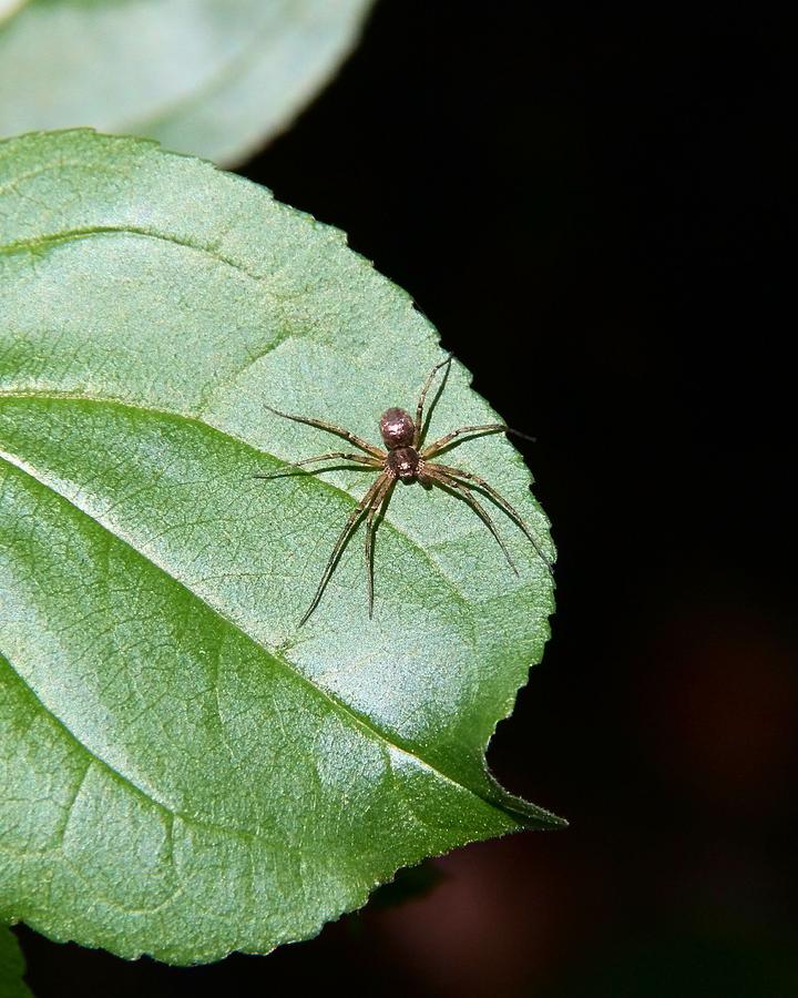 Tiny Spider Photograph by Doris Potter