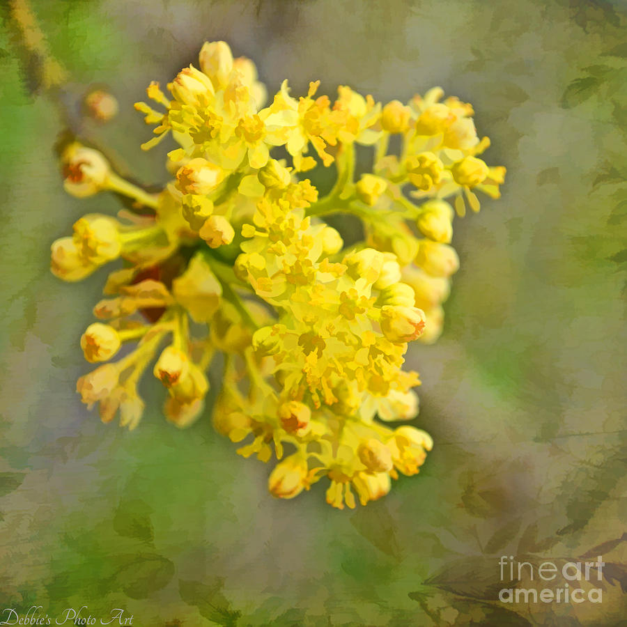 Tiny Spring Tree Blooms - Digital Paint Photograph by Debbie Portwood
