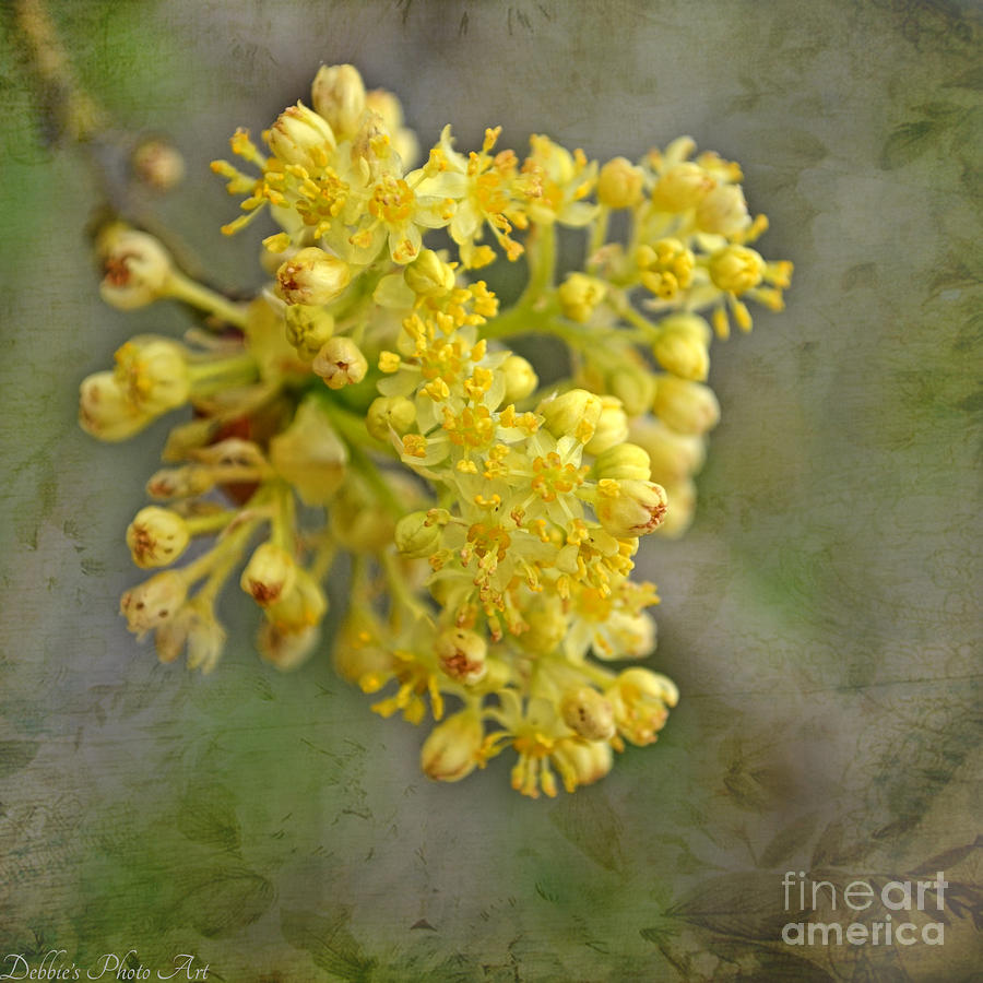 Tiny Spring Tree Blooms Photograph by Debbie Portwood