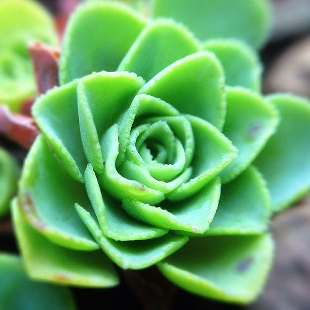 Tiny Succulent Photograph by Stone Grether