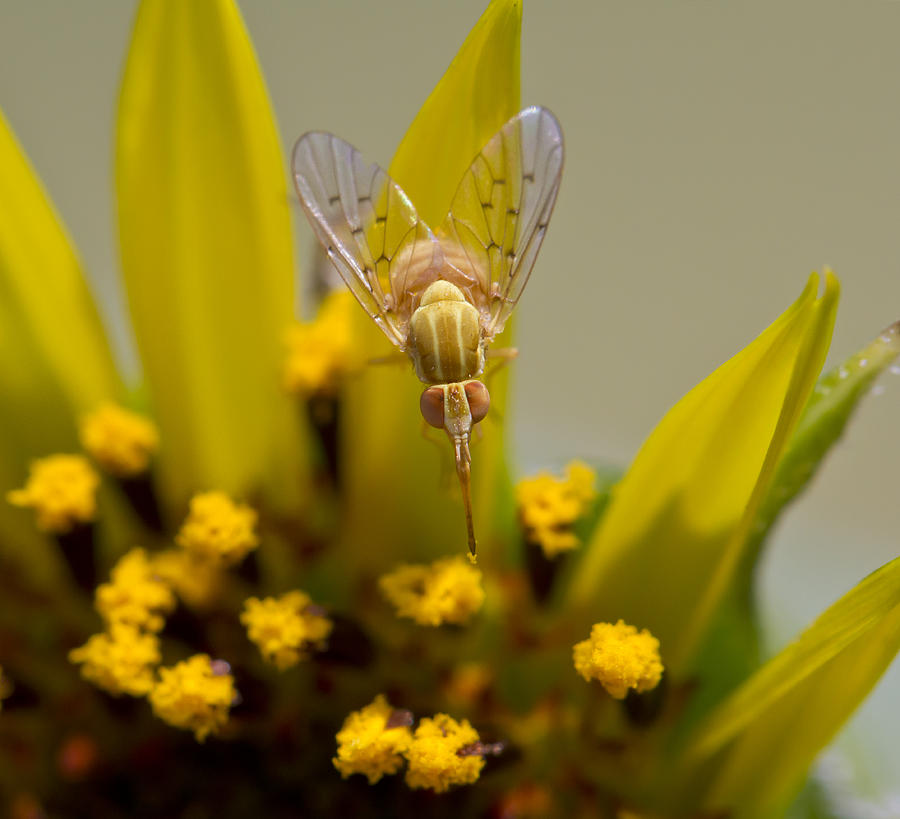 Tiny Tan Fly on Sunflower Photograph by Steven Schwartzman
