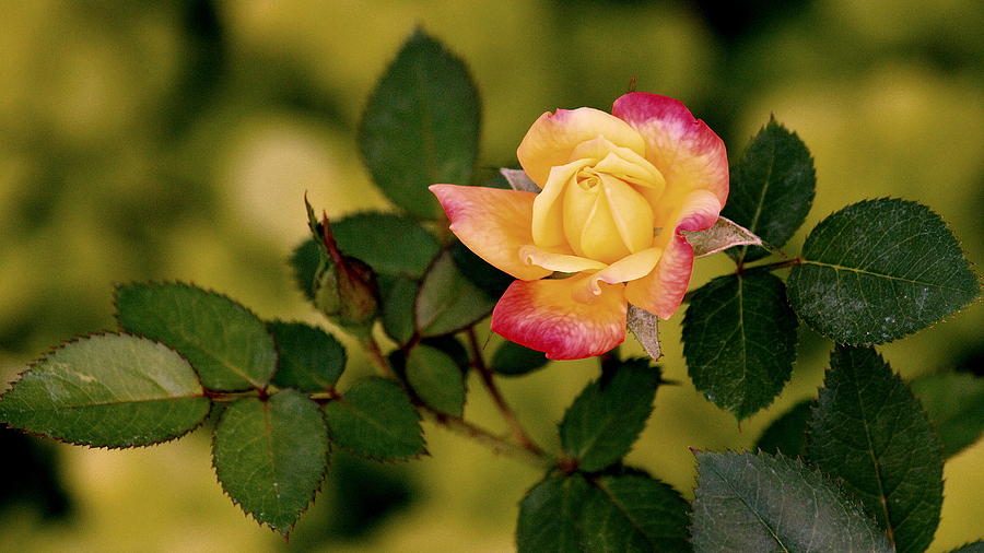 Rose Photograph - Tiny Tea Rose by Rosanne Jordan