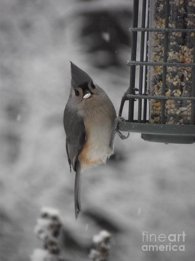 Tiny Titmouse Photograph by Michelle Welles